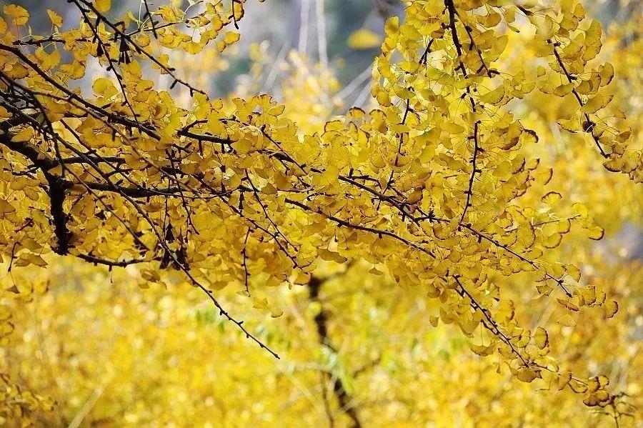 秋波流轉，柔情似蜜，哪怕本來無一物打一正确生肖详细解答、定量解答解释落实