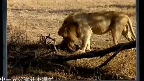 龙飞凤舞狗当家,愁满阑干无倚处是什么生肖，详细解答、深度解答解释落实