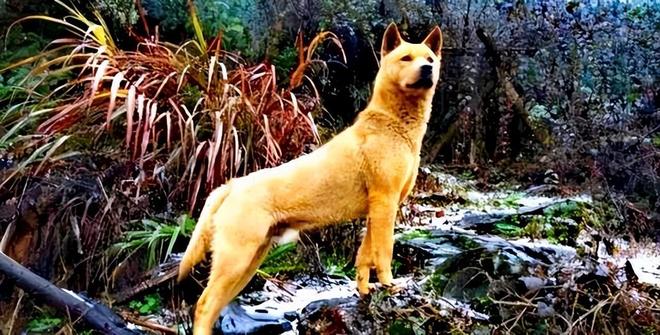 物丰年强好气氛，猎犬自是山上丧打一正确生肖的警惕虚假宣传-全面释义、全面解答解释落实