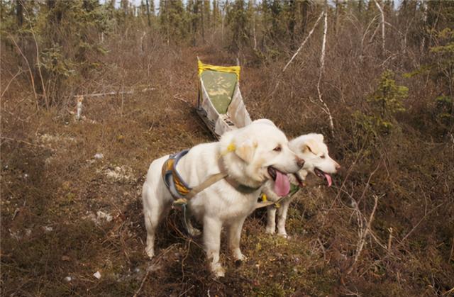 物丰年强好气氛，猎犬自是山上丧打一正确生肖的警惕虚假宣传-全面释义、全面解答解释落实